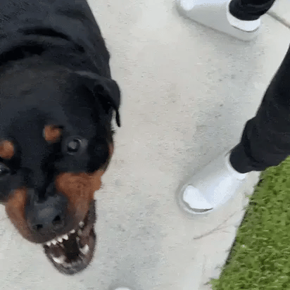 Pet Training Control Device
